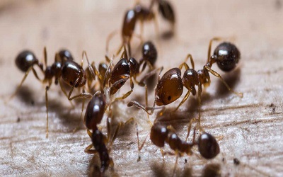 Ants Control Pymble