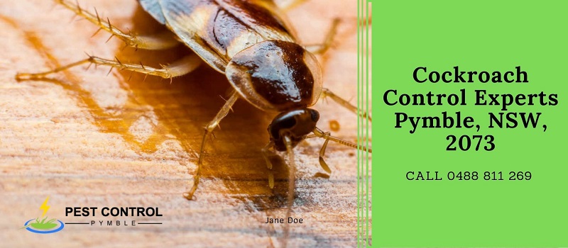 Cockroach Control Expert Pymble