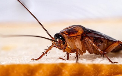 Cockroach Control Pymble