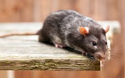 Rat & Mice Control Pymble